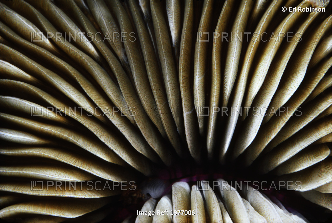 USA, Close-Up Of Mushroom Coral (Fungia Scutaria); Hawaii