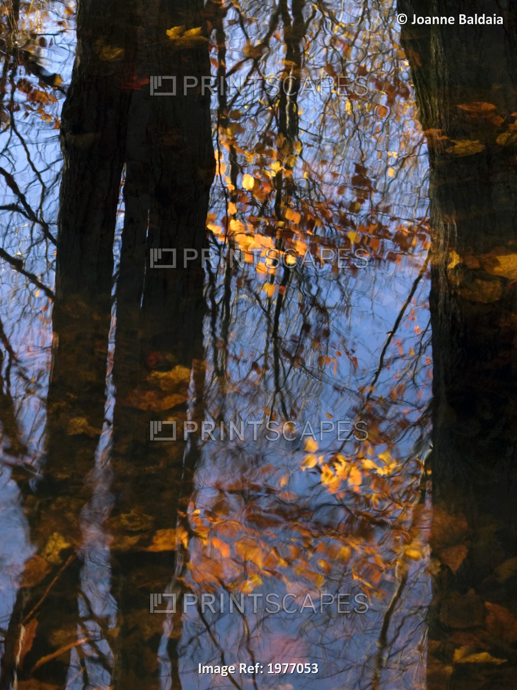 Wood Spirit, Massachusetts, Seekonk, Caratunk Wildlife Refuge, Tree Reflections ...