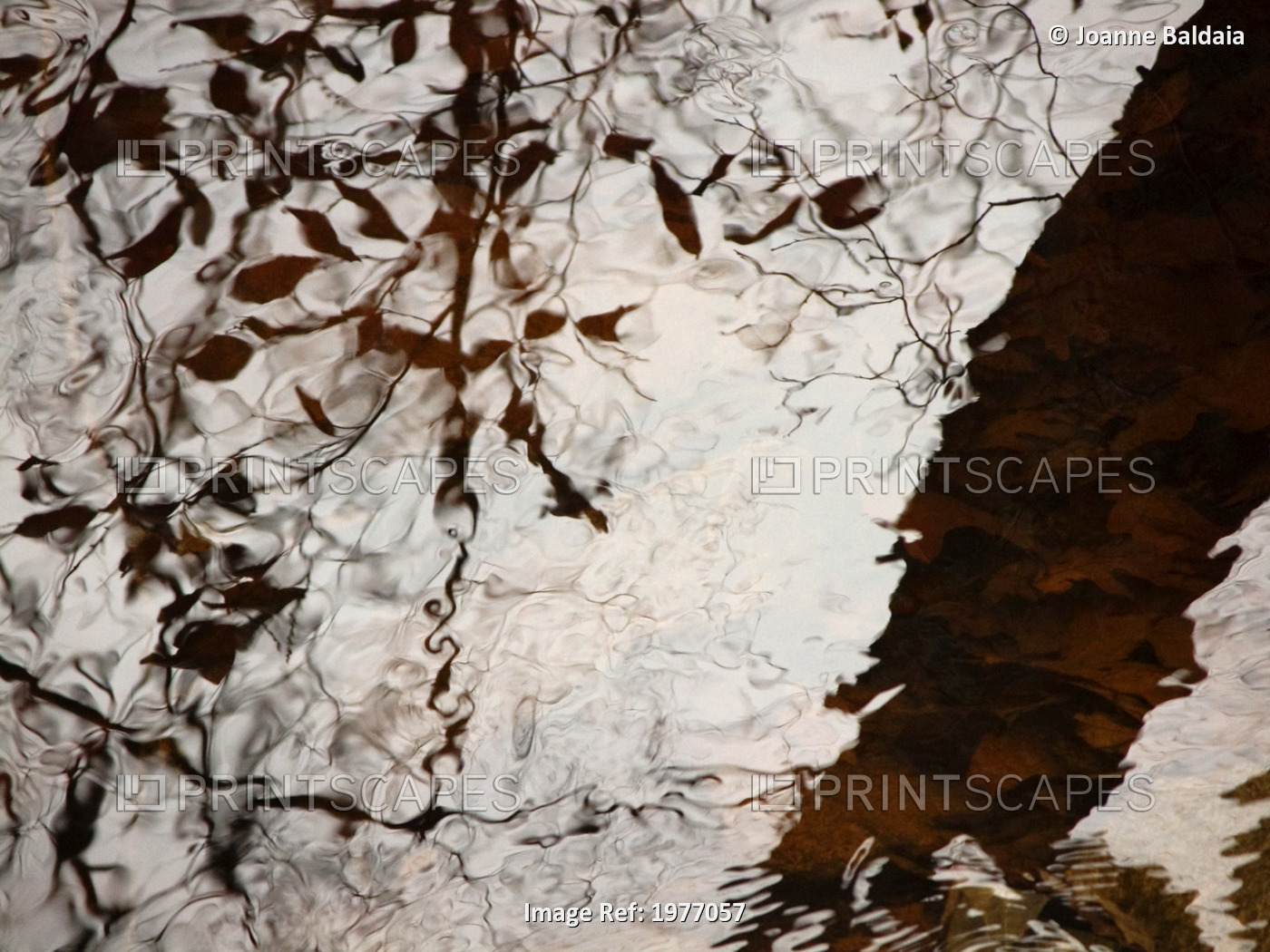 Still Water Woman, Rhode Island, Warren, Tree Reflections On Water.