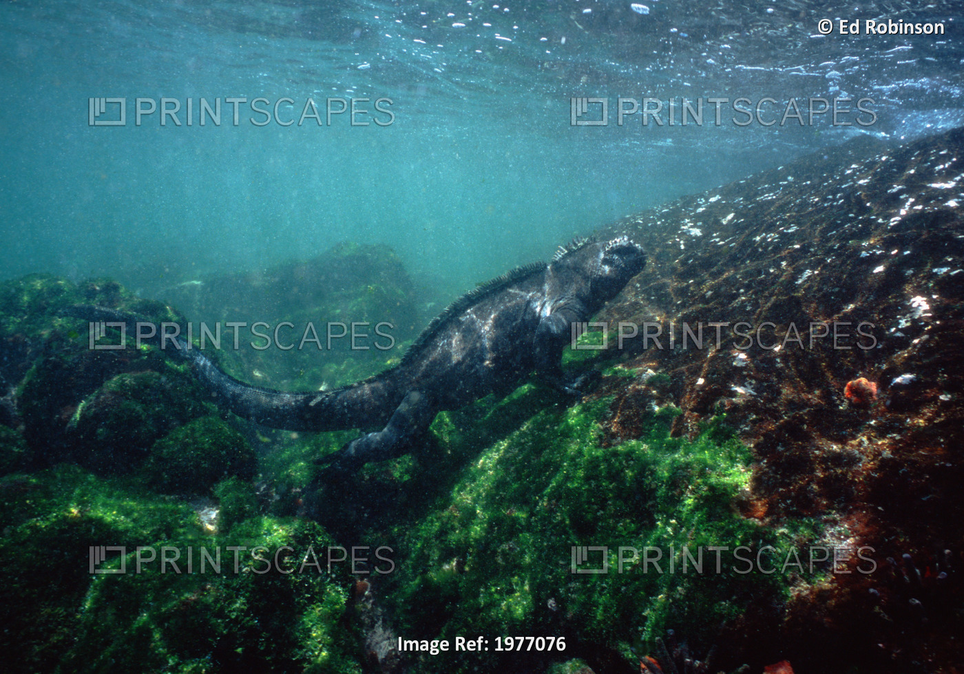 Underwater Over Algae; Galapagos, Marine Iguana