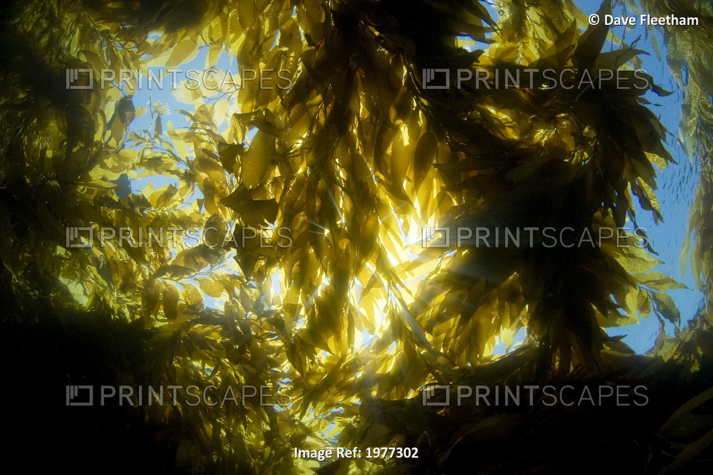 USA, California, Sunlight streaming through forest of Giant Kelp (Macrocystis ...