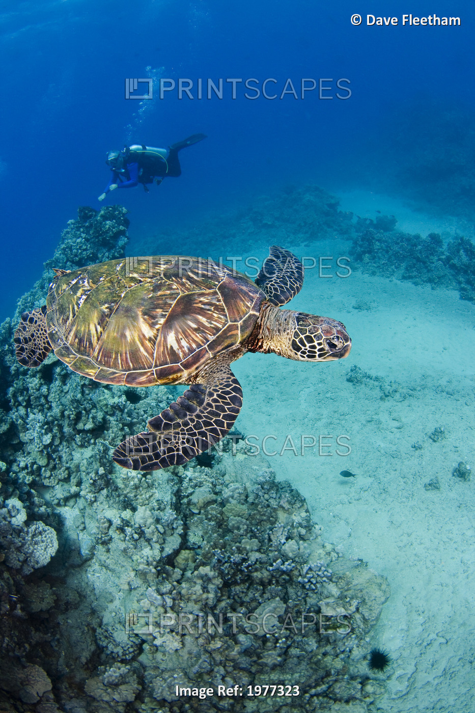 USA, Green Sea Turtle (Chelonia Mydas); Hawaii, Endangered species