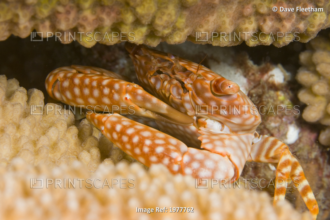 USA, Yellow Spotted Guard Crab (Trapezia Flavopunctata) in Antler Coral ...