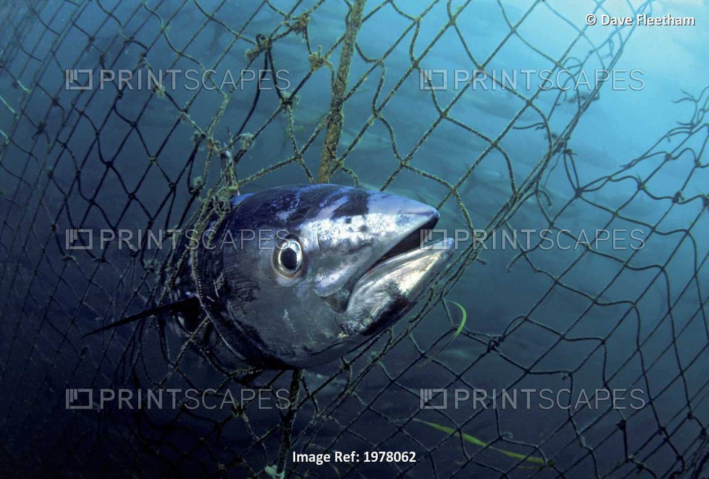 Australia, Dead Southern Bluefin Tuna (Thunnus Maccoyii) caught in tuna pen; ...