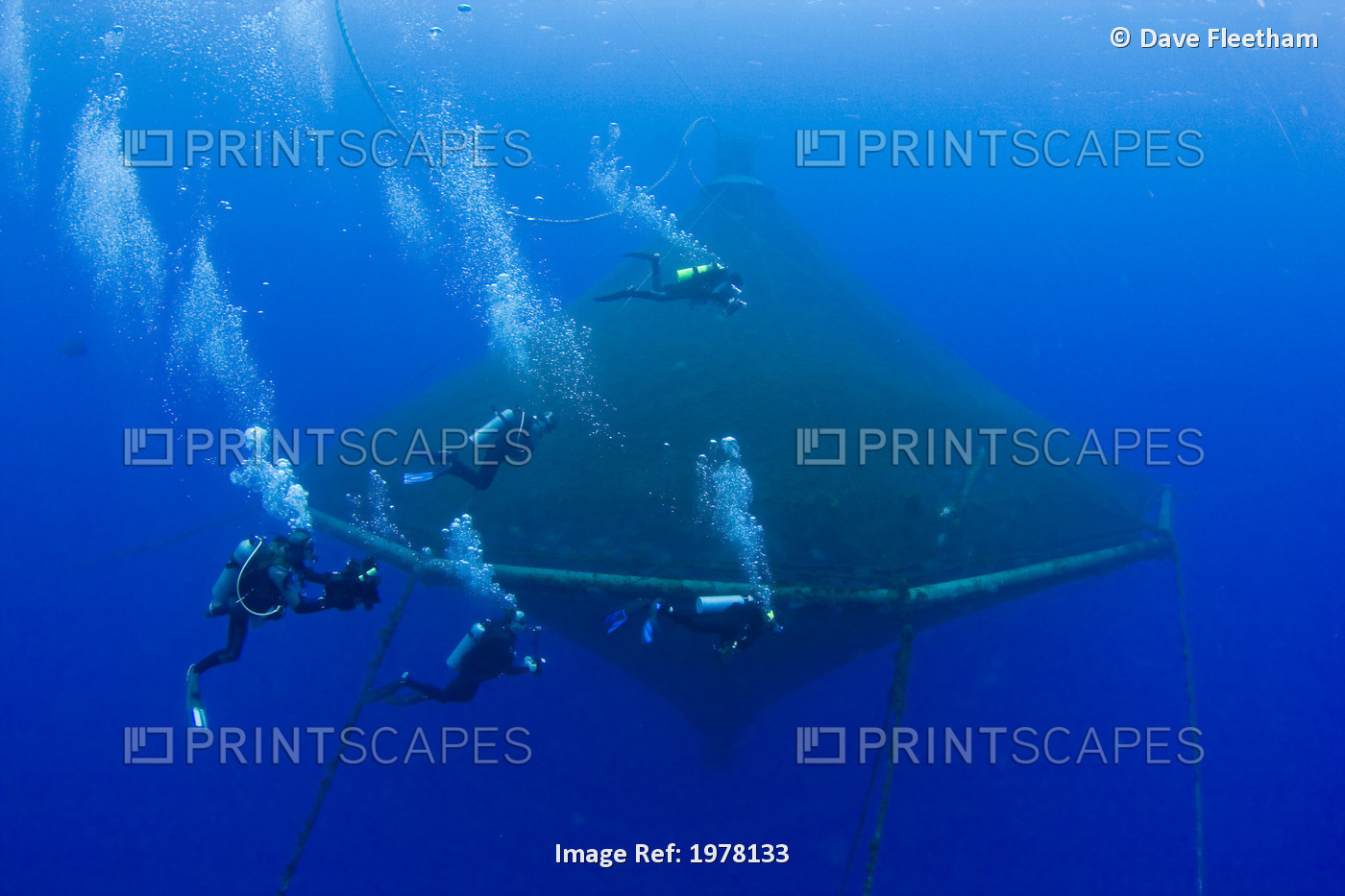 USA, Hawaii, Divers outside one of enclosures holding Almaco Jack (Seriola ...