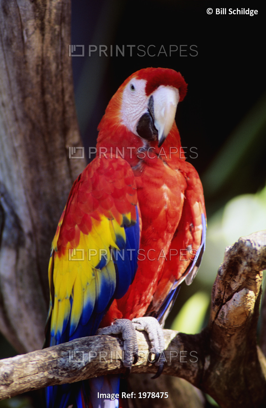 Closeup Of Colourful Red Parrot Standing On Tree Limb.