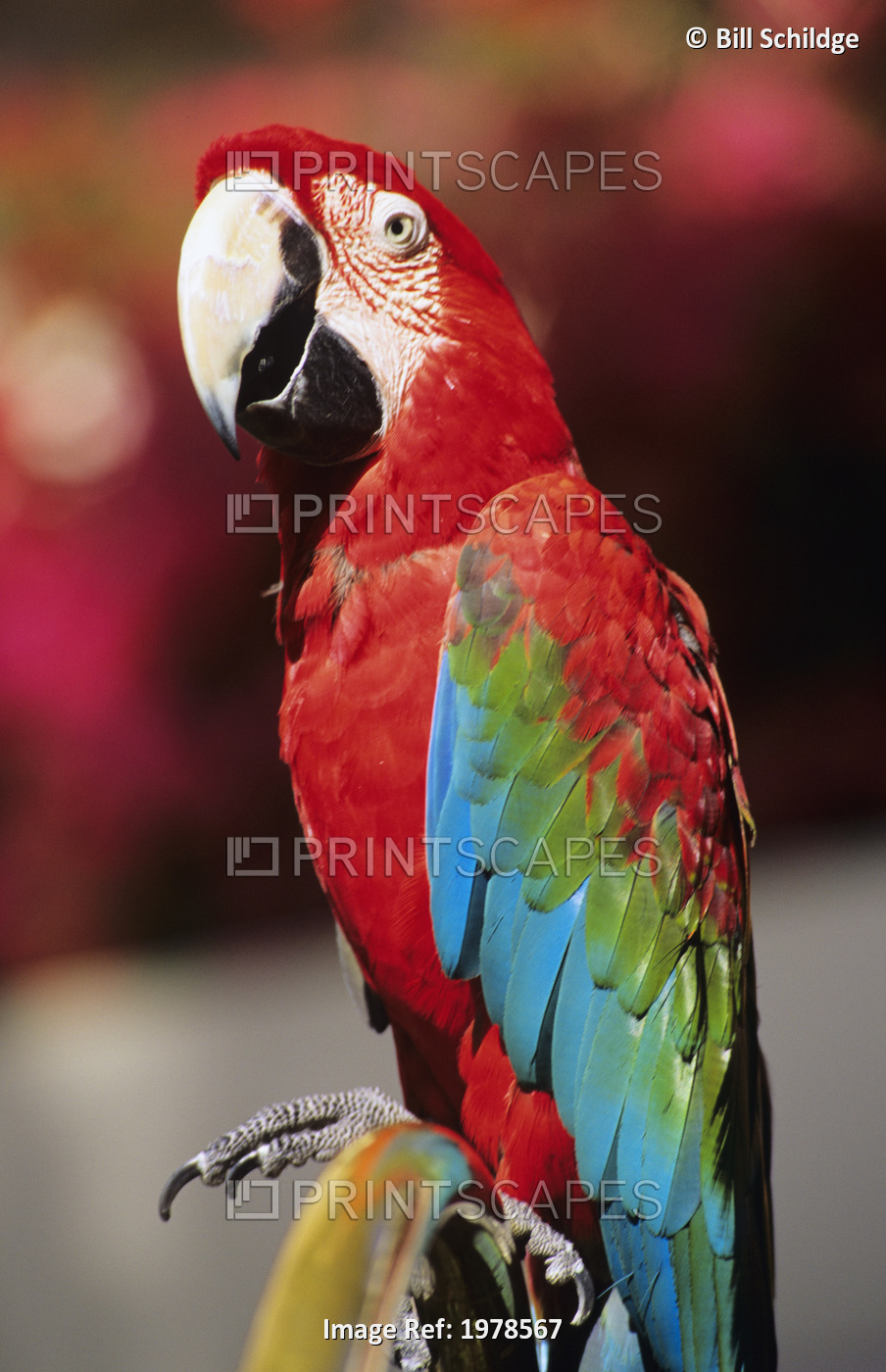 Red Macaw Parrot Closeup.