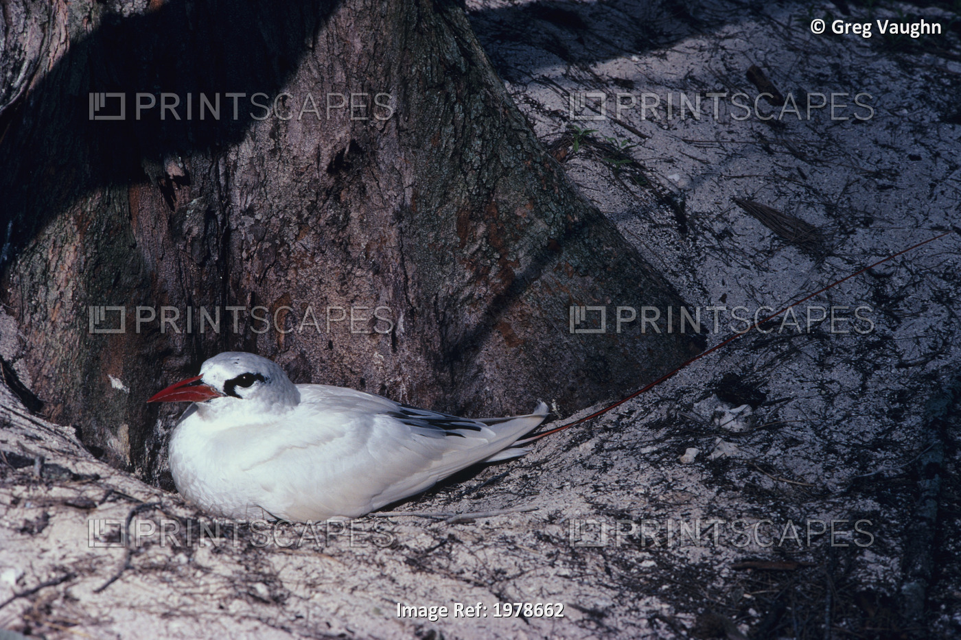 Northwestern Hawaiian Islands, Midway Atoll, Red-Tailed Tropicbird On Nest.