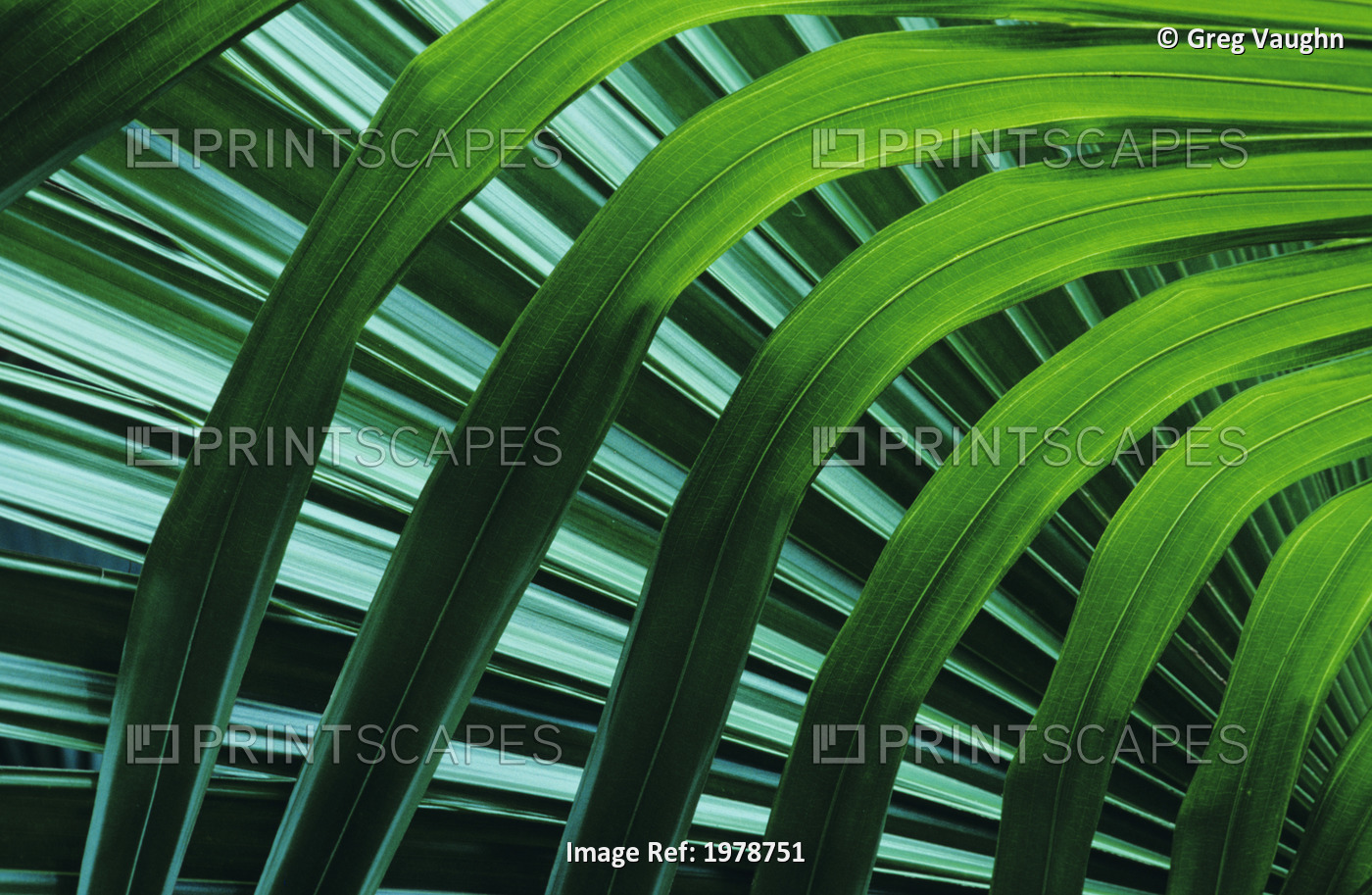 Hawaii, Palm Frond Close-Up In Tropical Botanical Gardens.