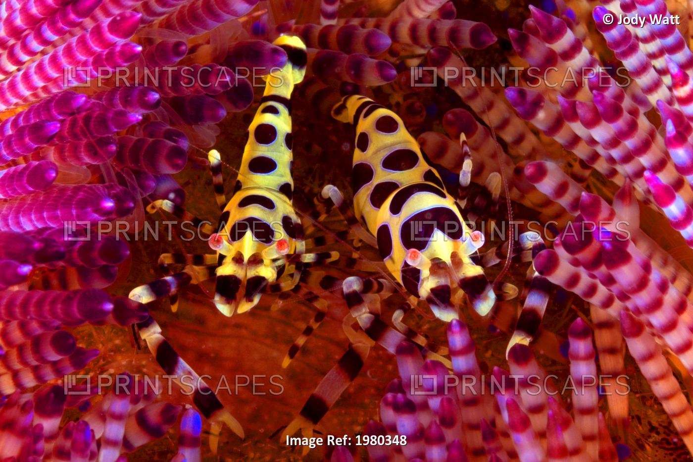 Indonesia, Two Coleman Shrimp (Periclimenes Colemani) on pink urchin; Komodo ...