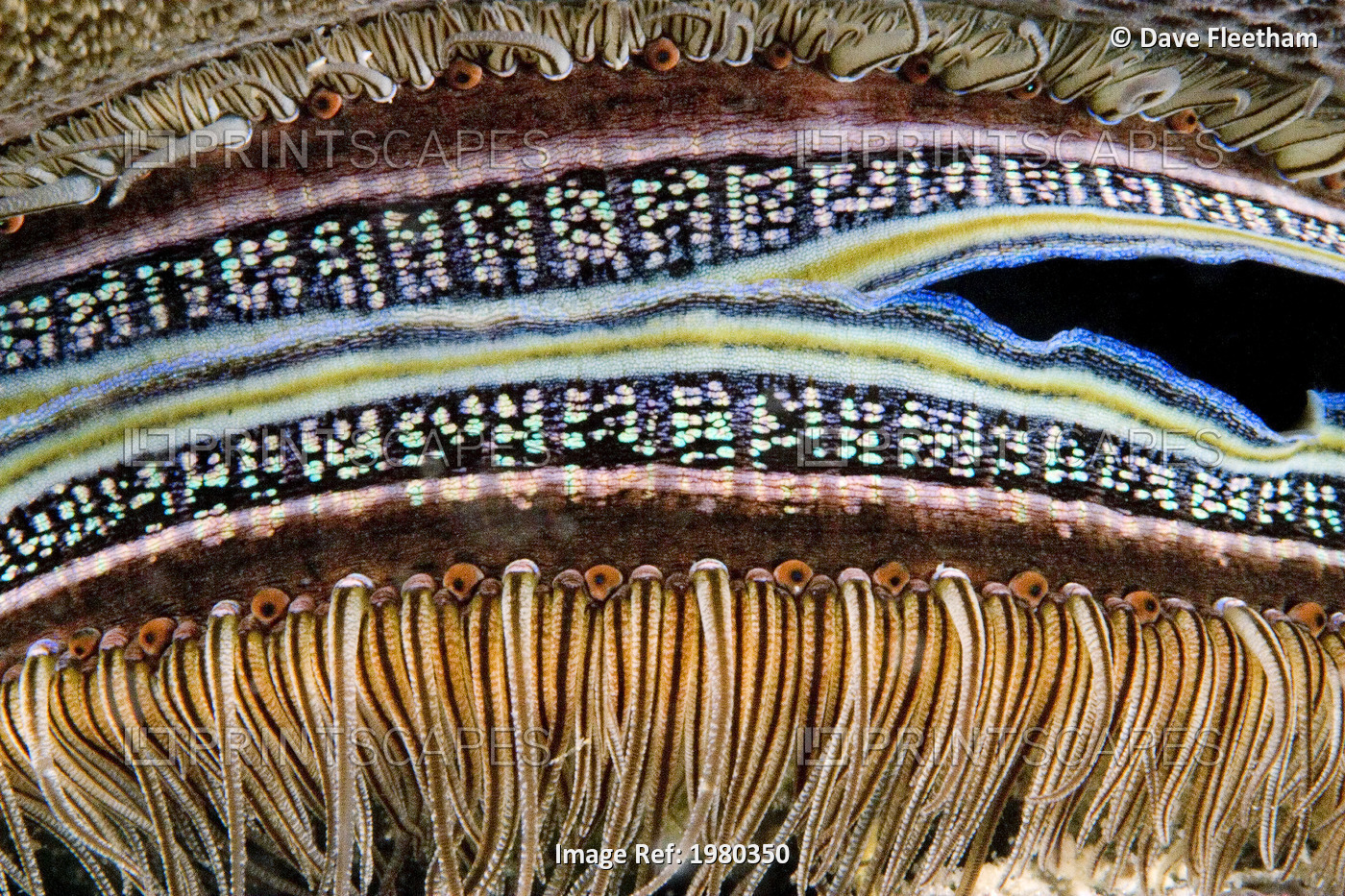 Malaysia, Tiny eyes lining edge of Coral-Boring Scallop's mantle (Pedum ...