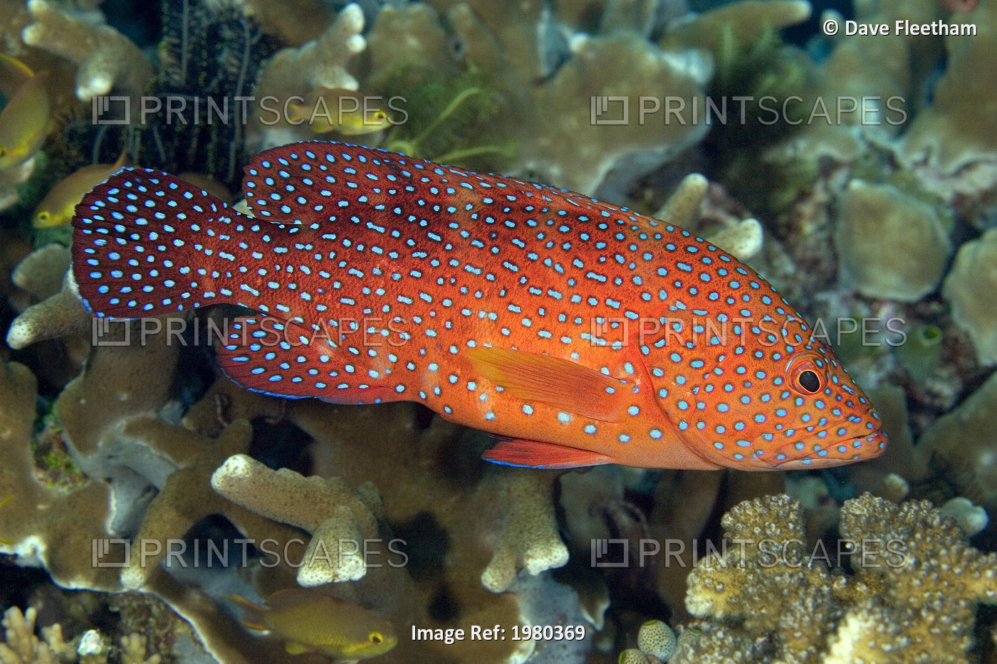 Coral Grouper (Cephalopholis Miniata) amongst Coral Reef; Indonesia