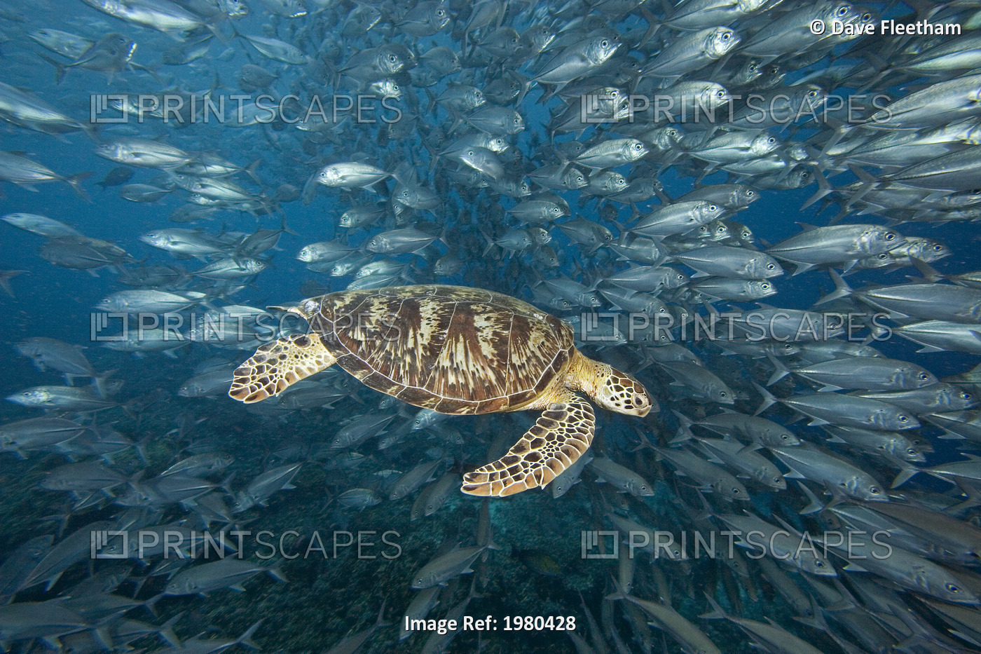 Malaysia, Green Sea Turtle (Chelonia Mydas) with school of fish; Sipidan