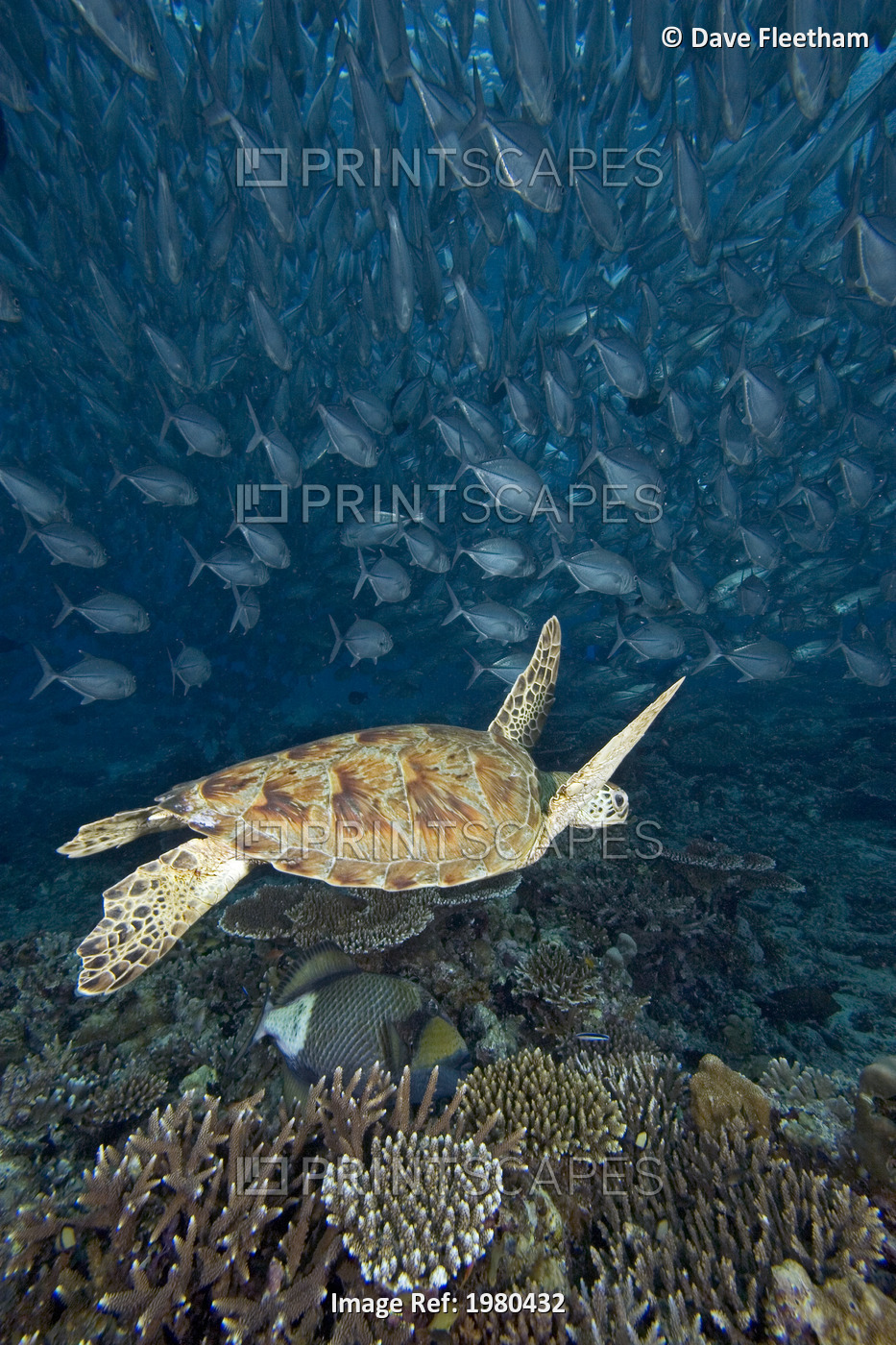 Malaysia, Sipidan, Green Sea Turtle (Chelonia Mydas) With Schooling Fish.