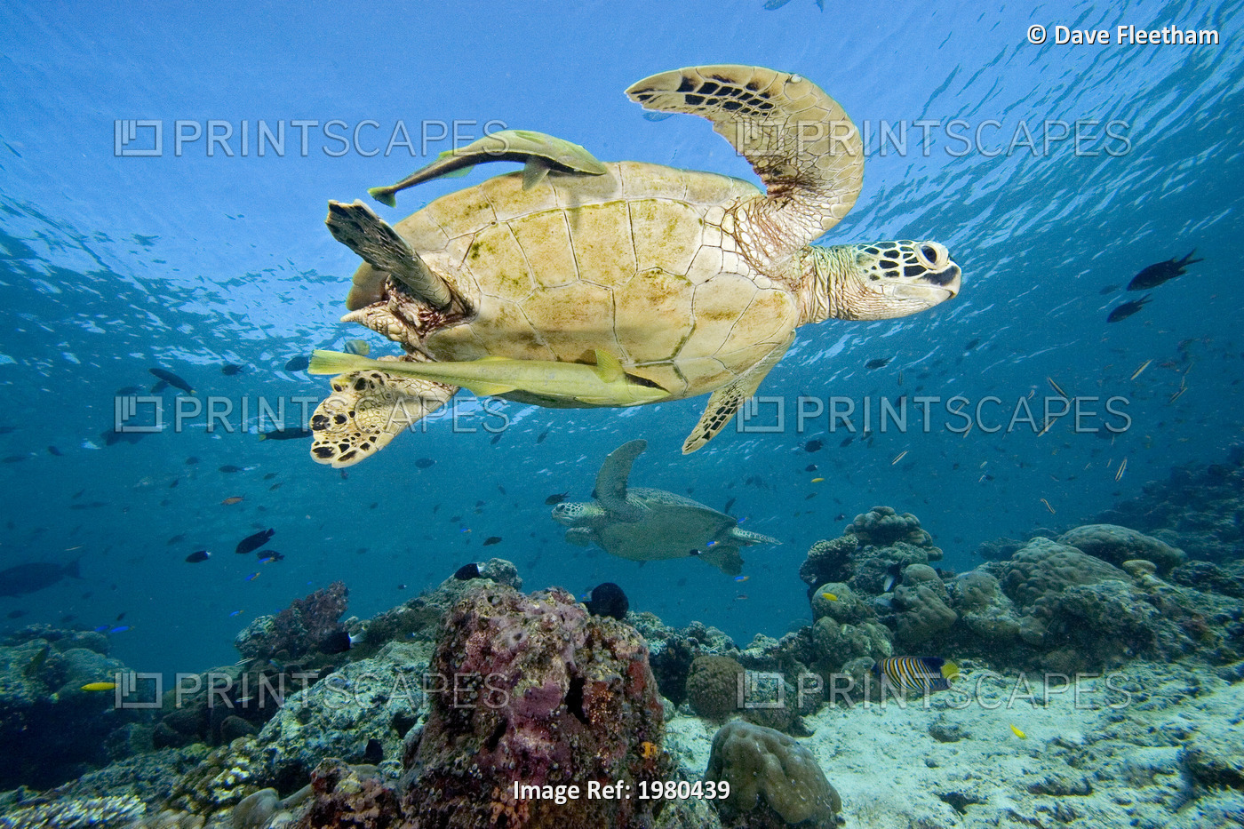 Malaysia, Sipidan, Green Sea Turtle (Chelonia Mydas) With Two Remora, Another ...
