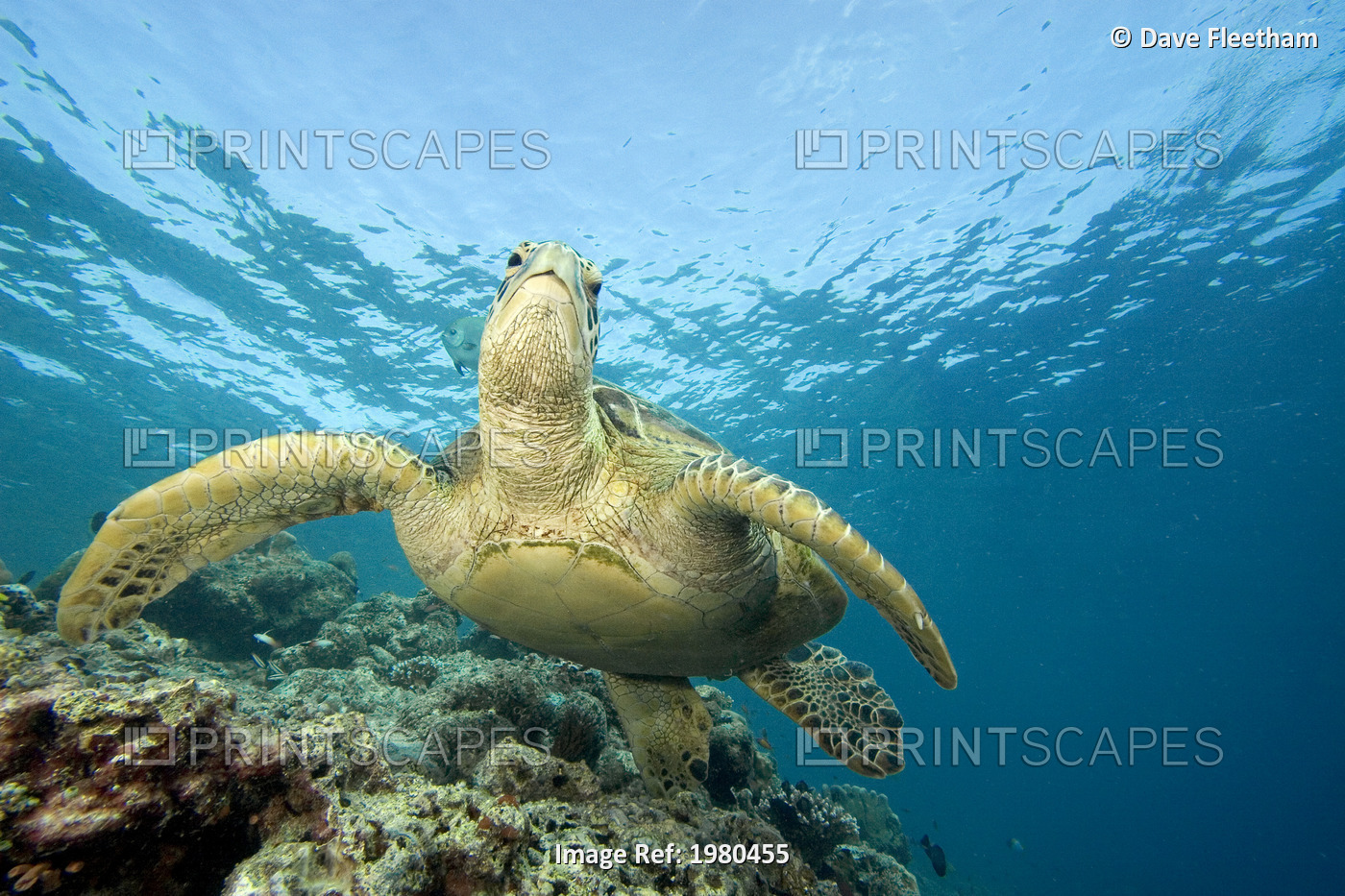 Malaysia, Sipidan Island, Close-Up Of Green Sea Turtle (Chelonia Mydas) On Reef.