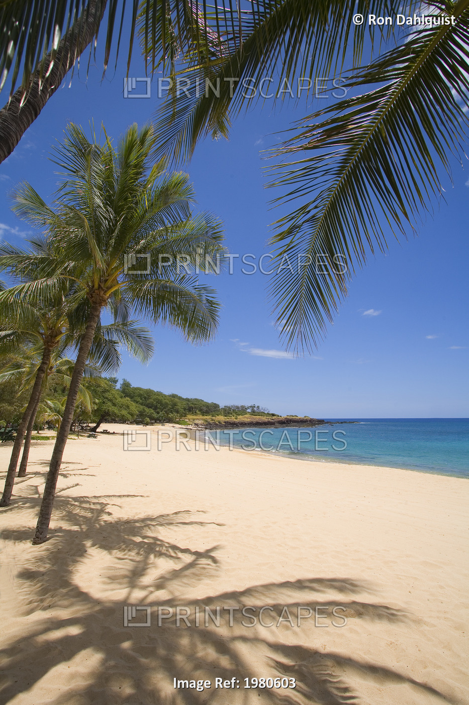 Hawaii, Lanai, Hulopoe Beach, Palm Trees And Shadows Along Sandy Beach And ...