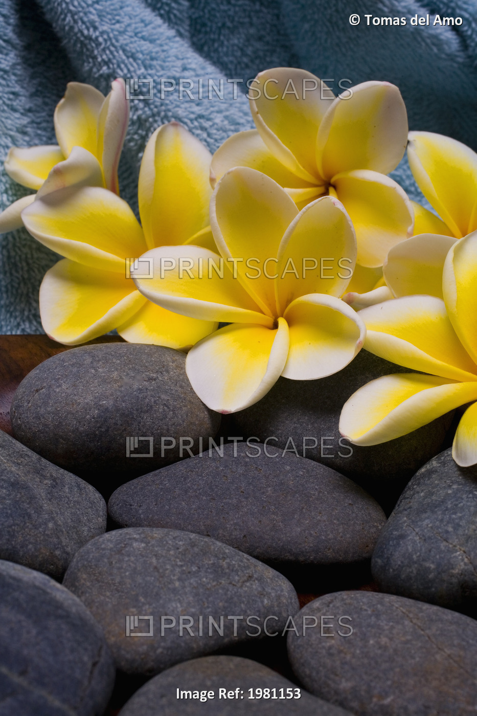 Spa Elements, Bright Yellow Plumerias With Gray Stones And A Blue Towel.