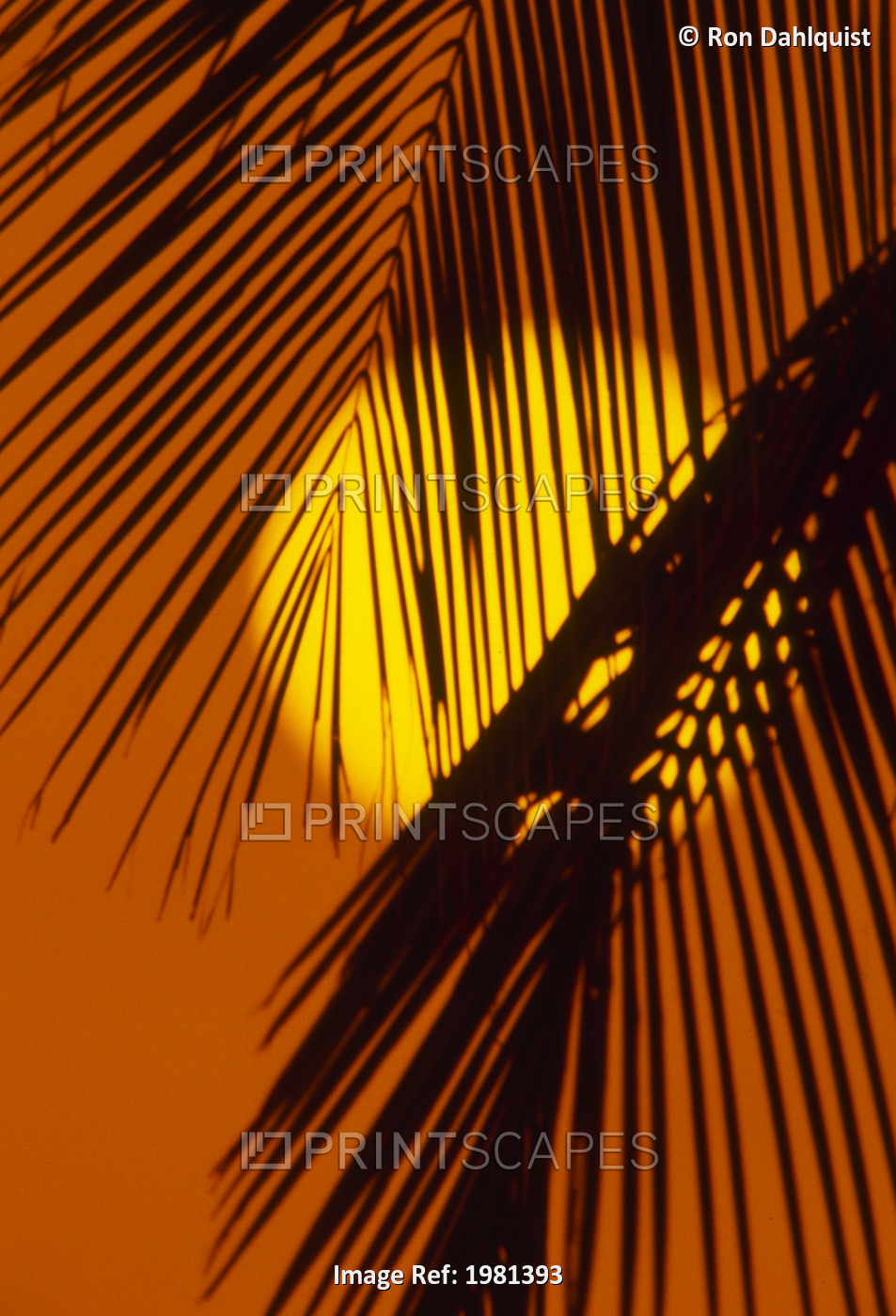 Sunball Shining Through Palm Fronds In Orange Sunset Sky.