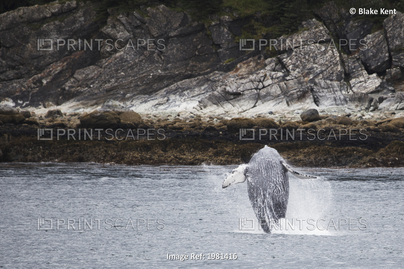 Humpback Whale (Megaptera Novaeangliae) Breaching; Juneau, Alaska, United ...