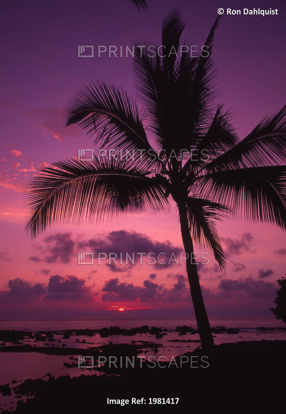 Palm Tree In A Bright Pink And Purple Sunset Sky, Reflecting On Still Ocean ...