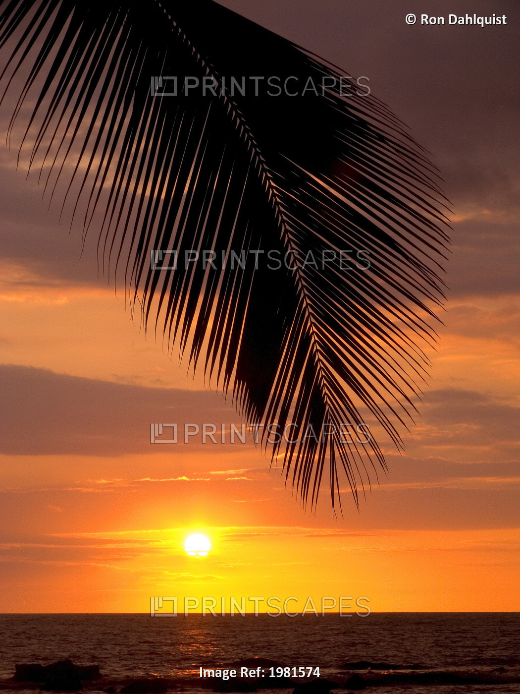 Silhouette Of Palm Frond Over The Ocean As Sun Sinks Into The Horizon.