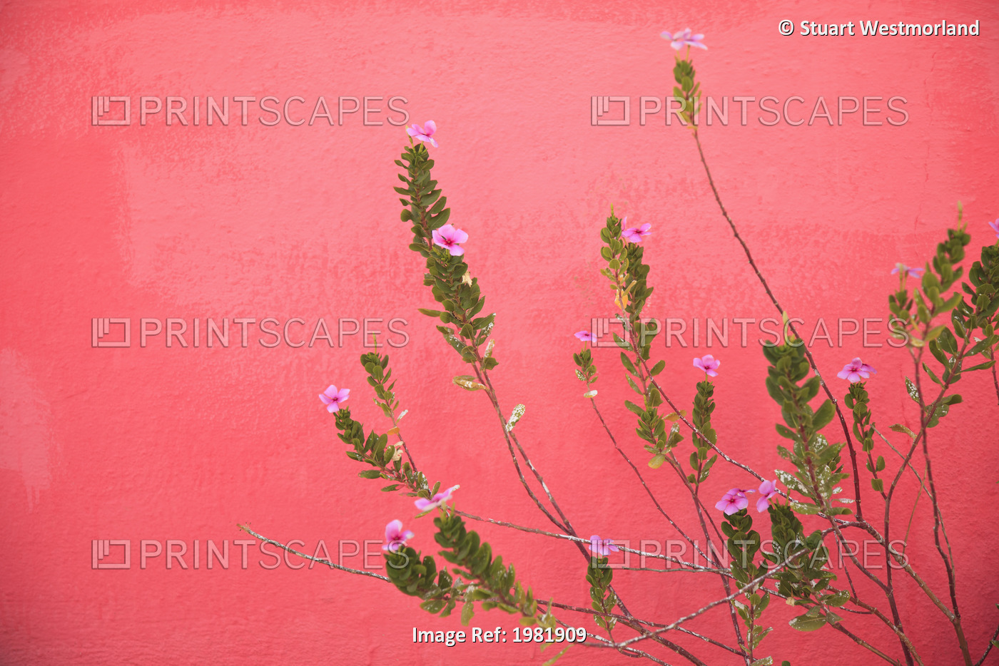 A Pink Flowering Plant Growing Beside A Red Wall; Baja California Sur, Mexico