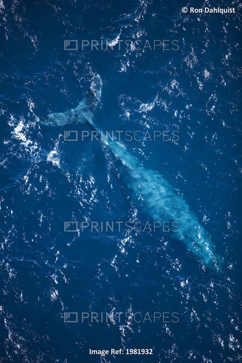Hawaii, Maui, aerial of a Humpback Whale just below the surface of the water.