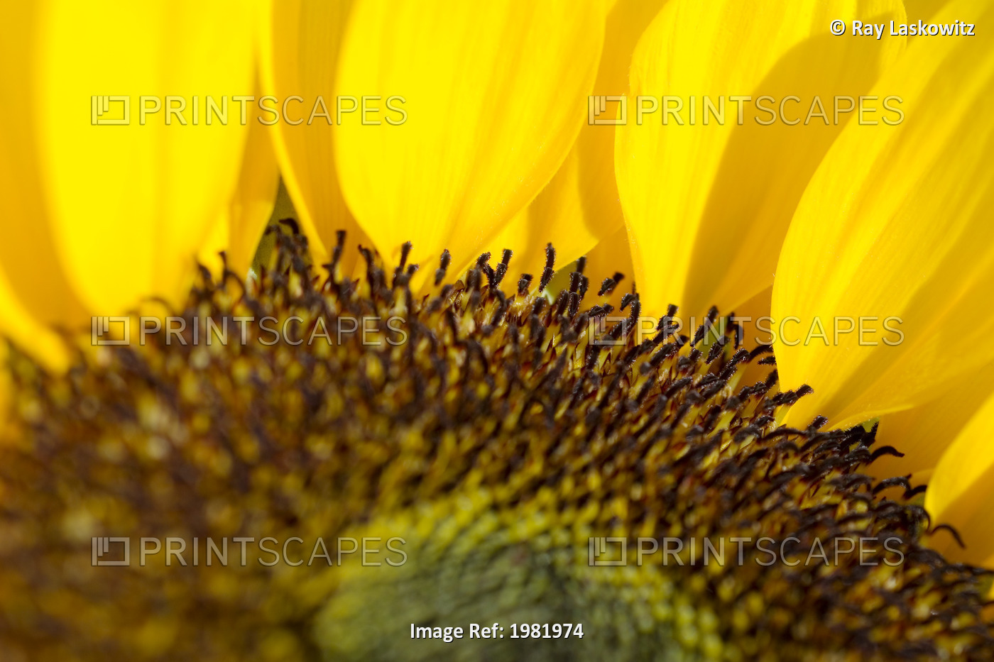Sunflower, Extreme close-up of center and yellow petals