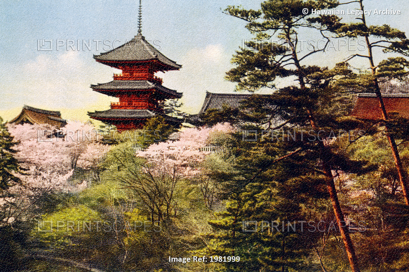 Japan Vintage, Kyoto, Kiyomizu, Trees With Asian Architecture Behind.