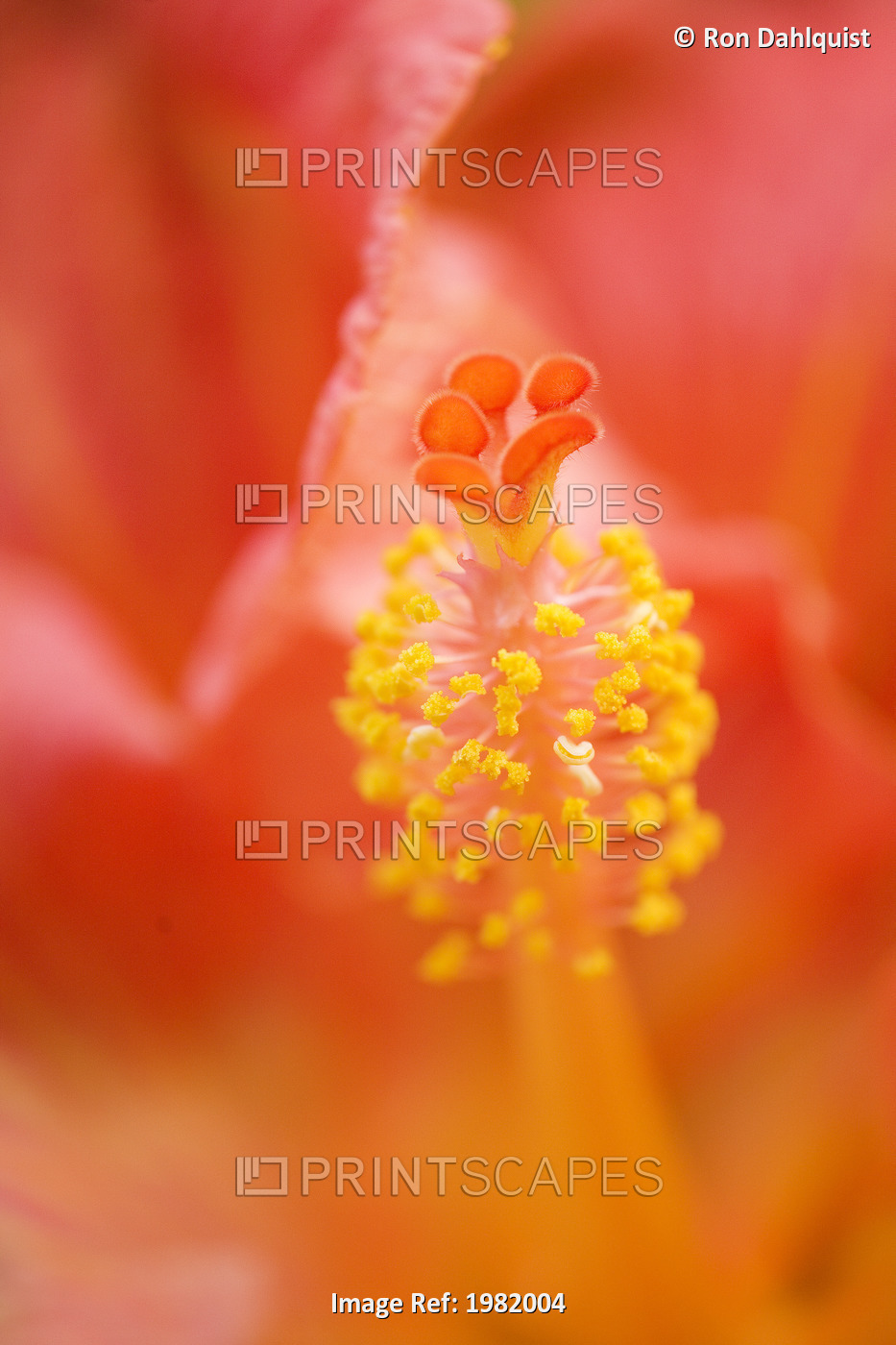 Hawaii, Maui, extreme close-up of red hibiscus, focus on stamen