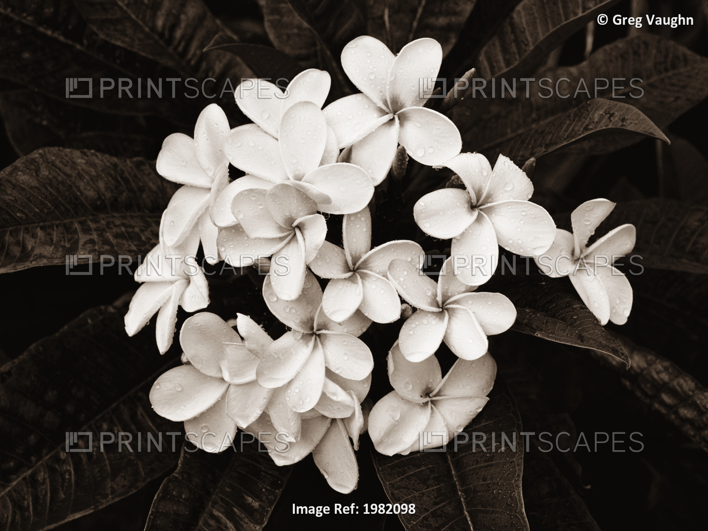 Cluster Of White Plumeria (Frangipani) Flowers On Tree; Hawaii, United States ...