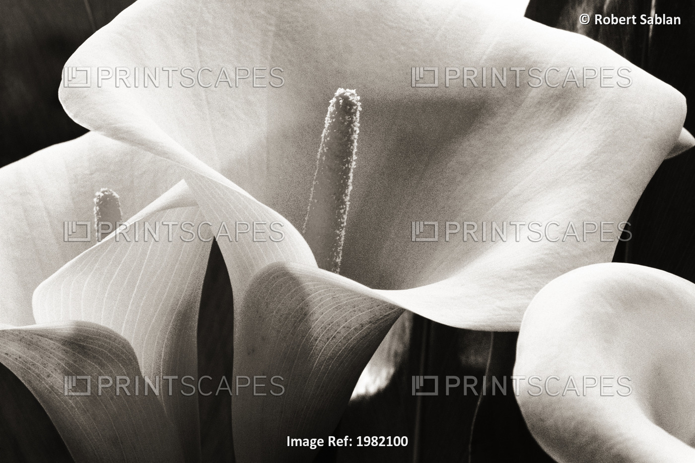 Hawaii, Big Island, Volcano, Close-up of calla lilies (black and white ...