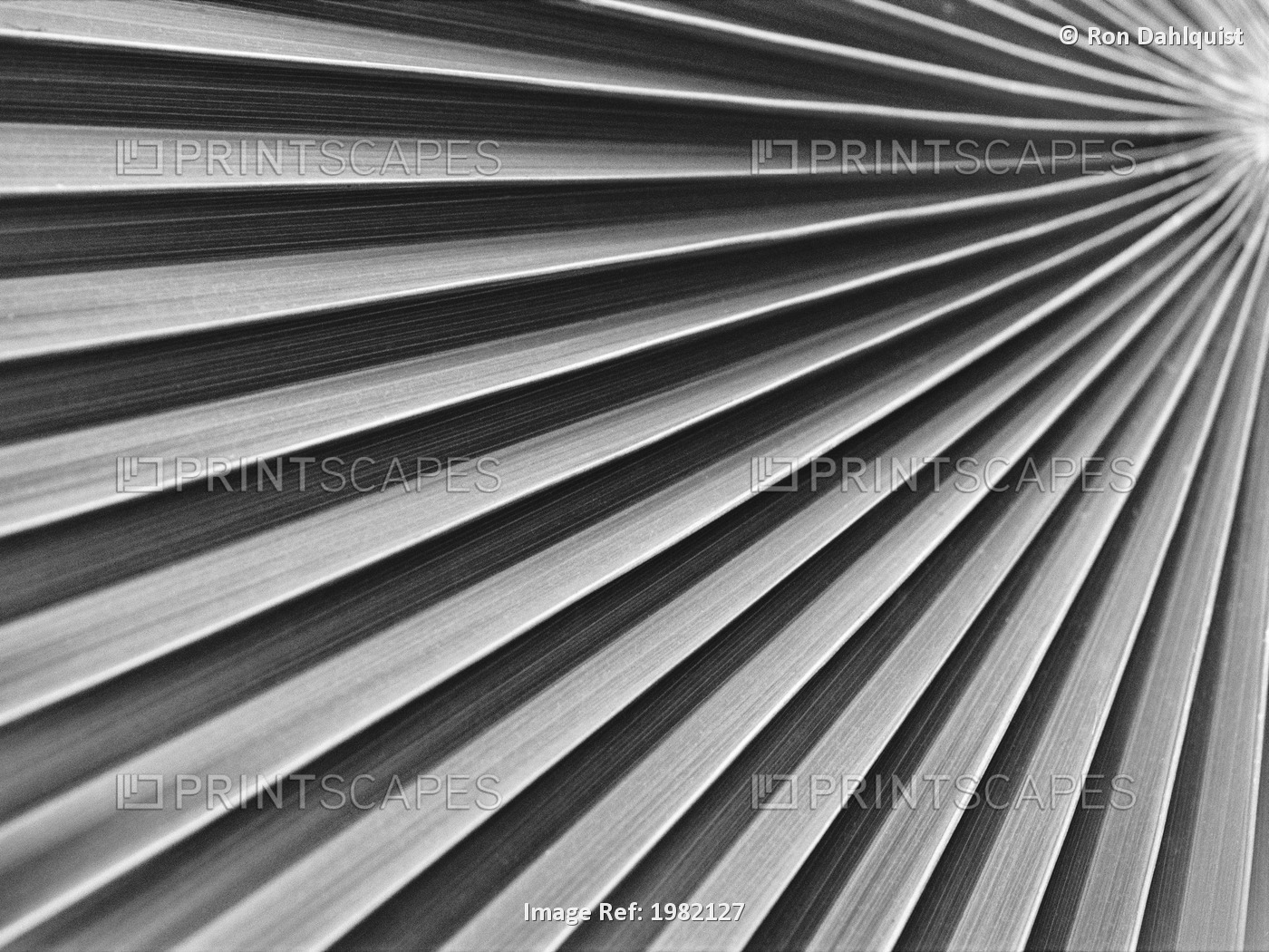 Hawaii, Close-up of patterns in palm fan (black and white photograph)