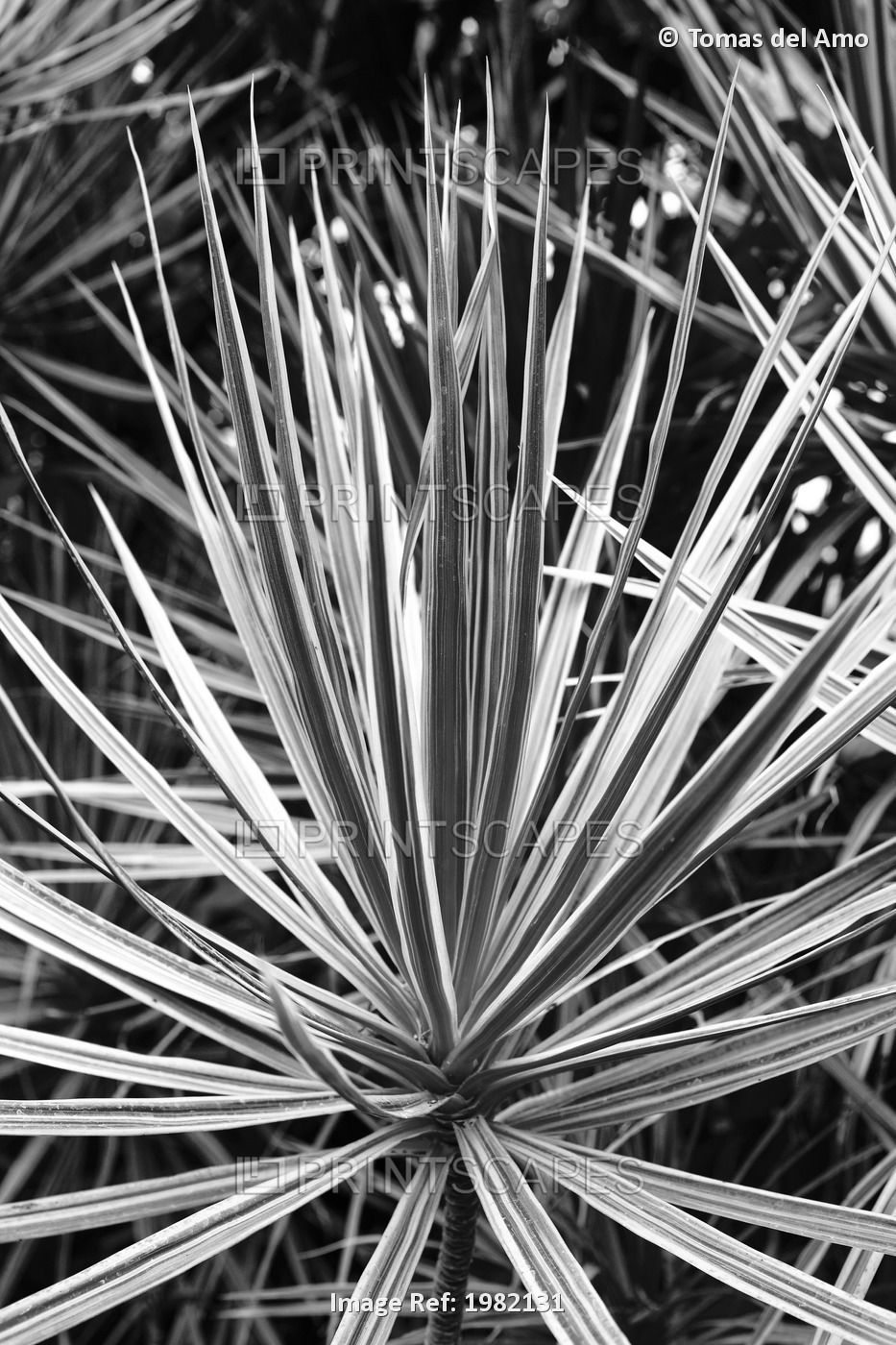 Thin leaves sprout from a tropical plant (black and white photograph)