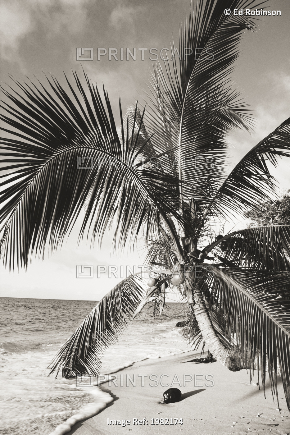 Hawaii, Coconut laying on a sandy tropical beach beneath a palm tree (black and ...