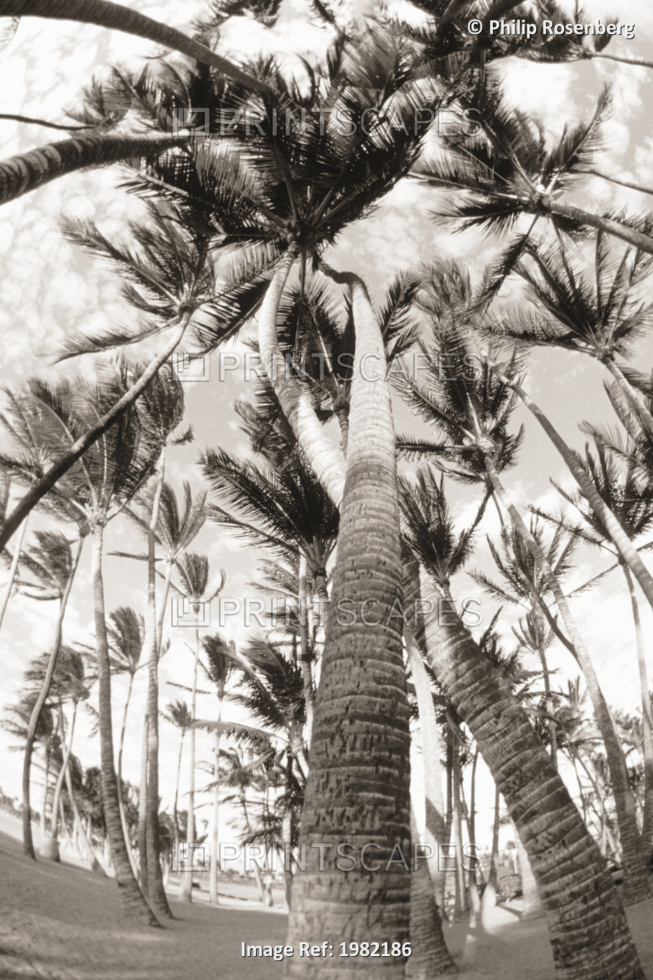 Hawaii, Big Island, South Kohala, Palm Grove, Trees twisted around each other ...