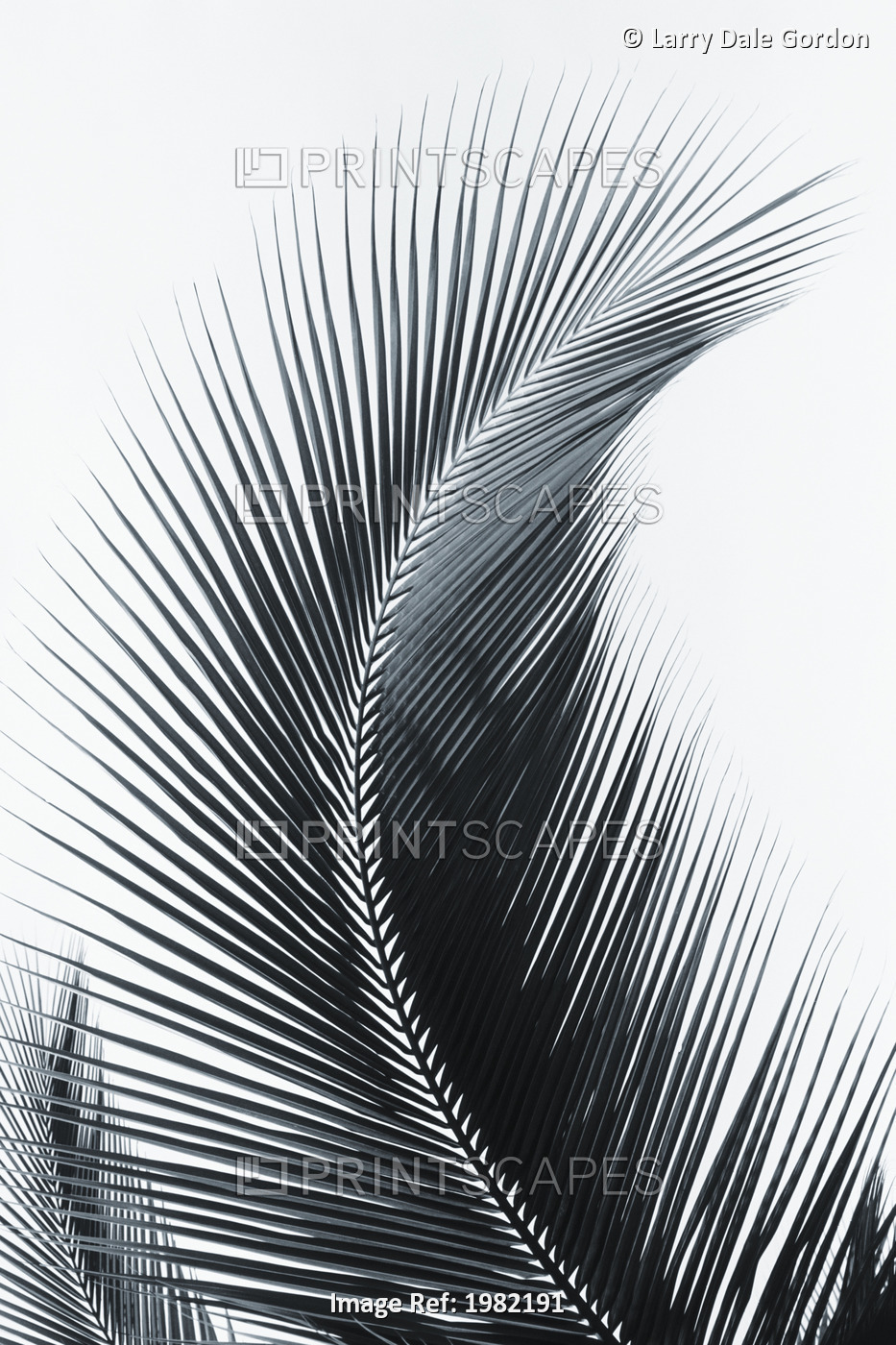 Palm frond curved upward towards sky (black and white photograph)