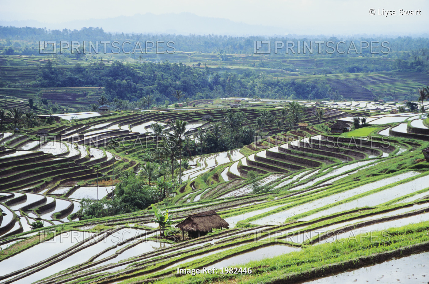 A landscape of terraced rice paddy fields; Bali