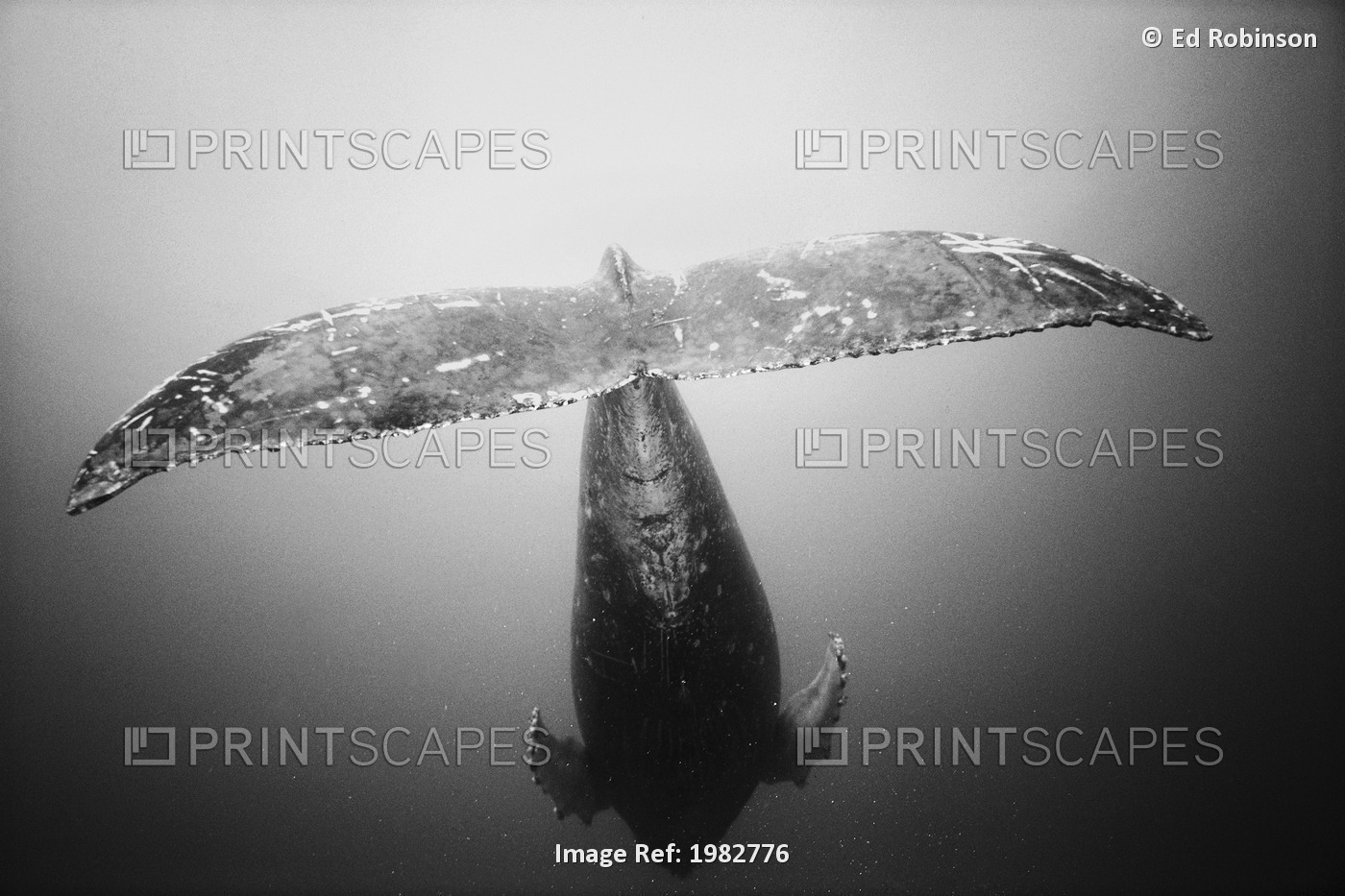 USA, Tail fin of Humpback Whale (Megaptera Novaeangliae); Hawaii
