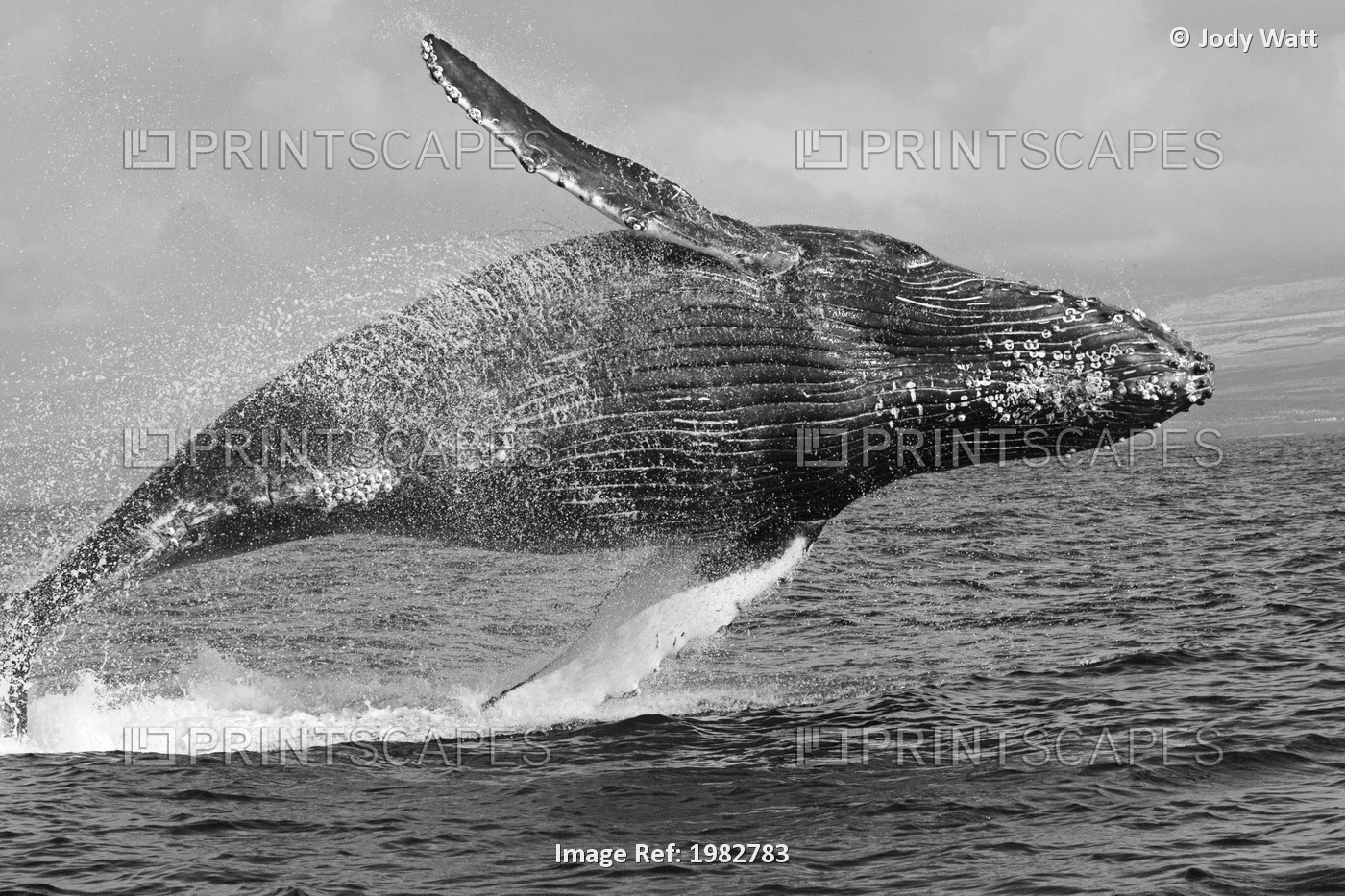 USA, Humpback Whale (Megaptera Novaeangliae) Breaching; Hawaii
