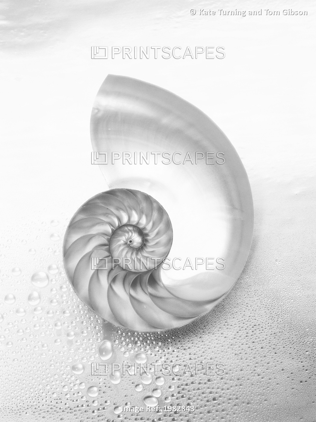 Pearl Nautilus Shell Cut In Half Showing Chambers (Black And White Photograph).