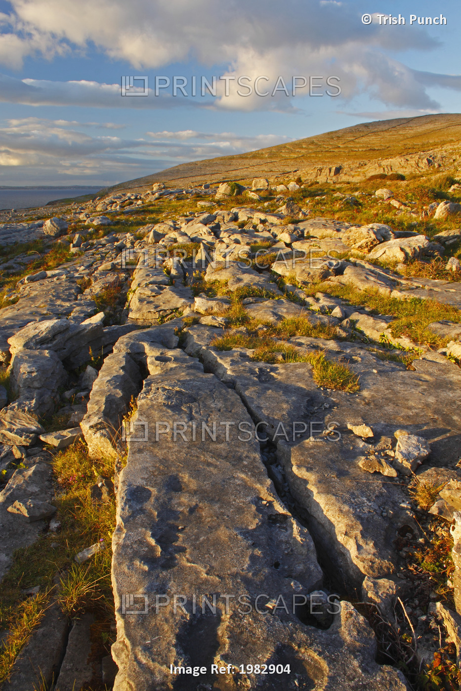Rocks Among The Grass In The Burren Region; County Clare, Ireland