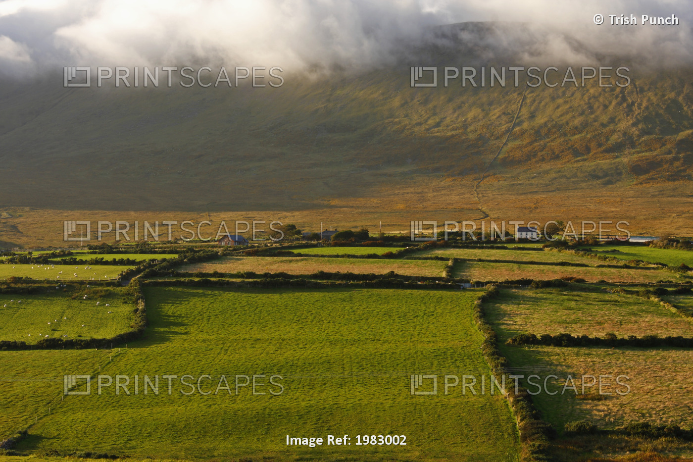 Mist Covered Mountains Around Lispole On The Dingle Peninsula; County Kerry, ...