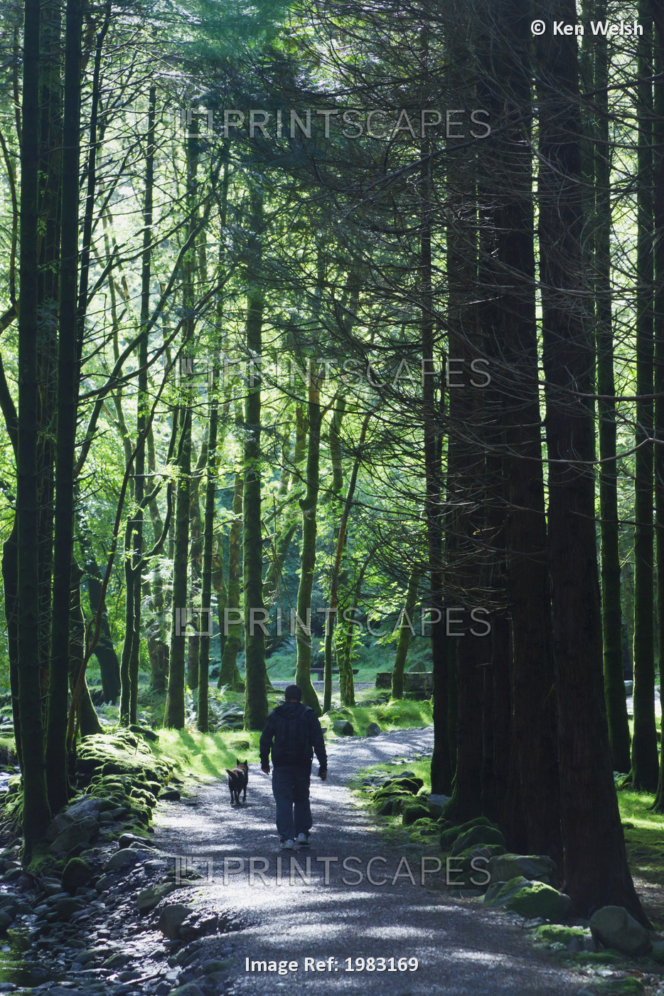 Man Walking His Dog On Woodland Path In Gougane Barra Forest Park; County Cork, ...