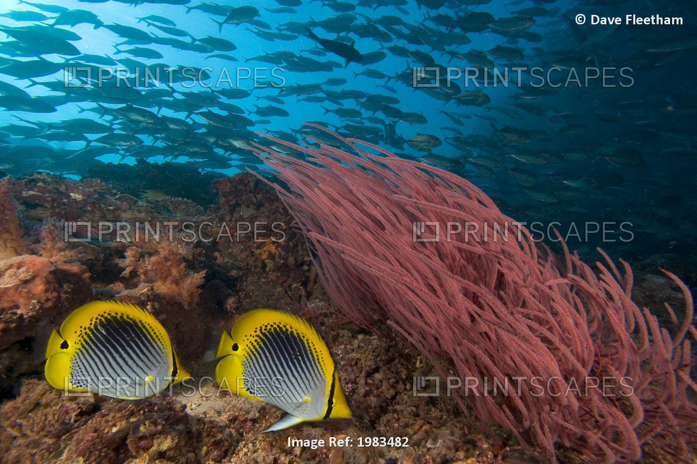 Malaysia, Alcyonarian Coral and pair of Spot-Tailed Butterflyfish (Chaetodon ...