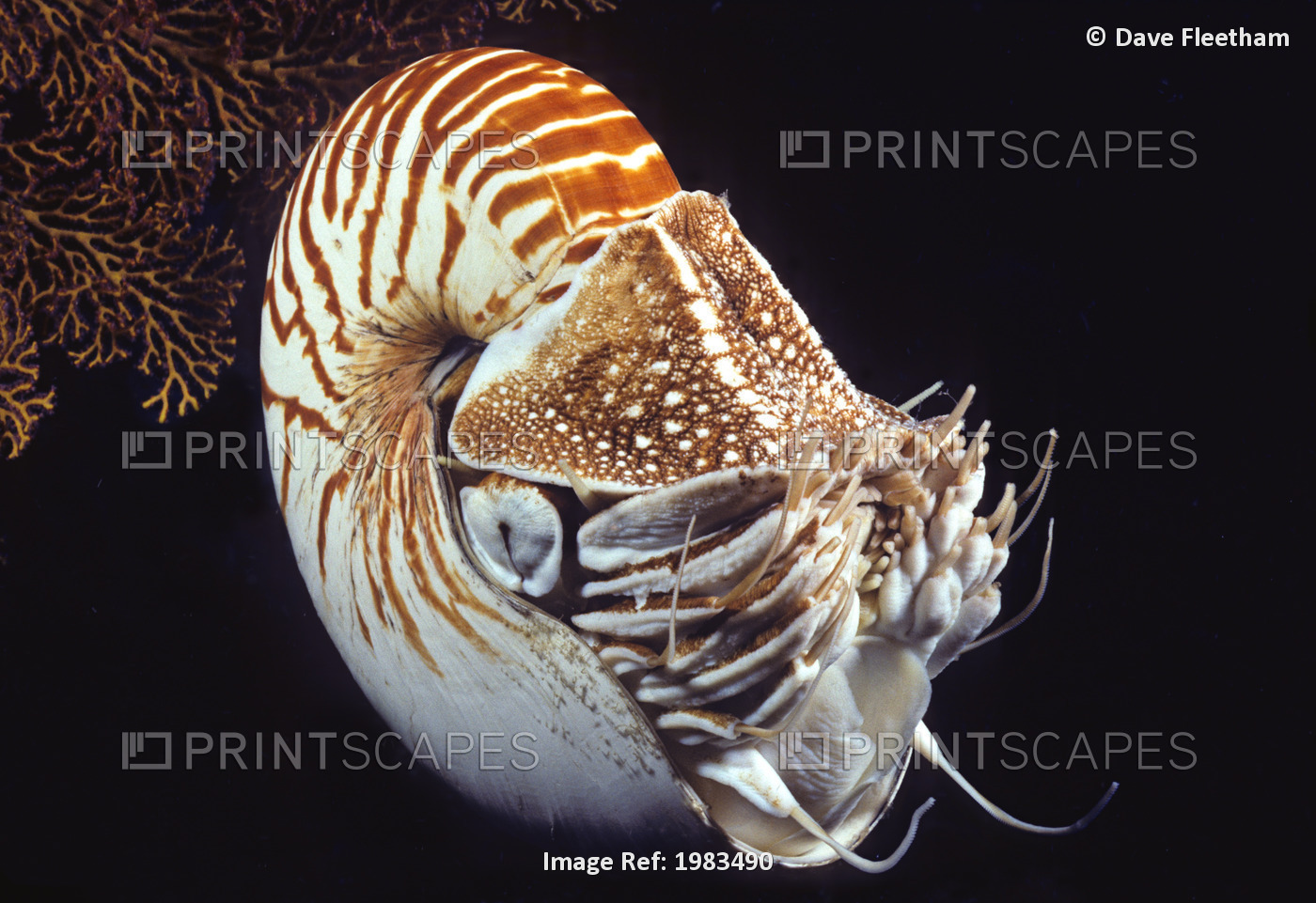 Chambered Nautilus (Nautilus Pompilius) in dark water; Indonesia