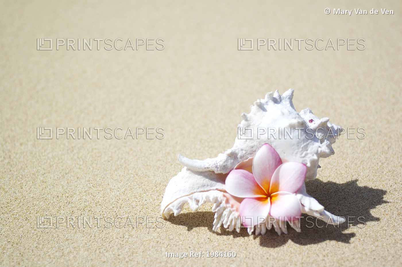White Murex Shell On Sand With Pink Plumeria In Opening.