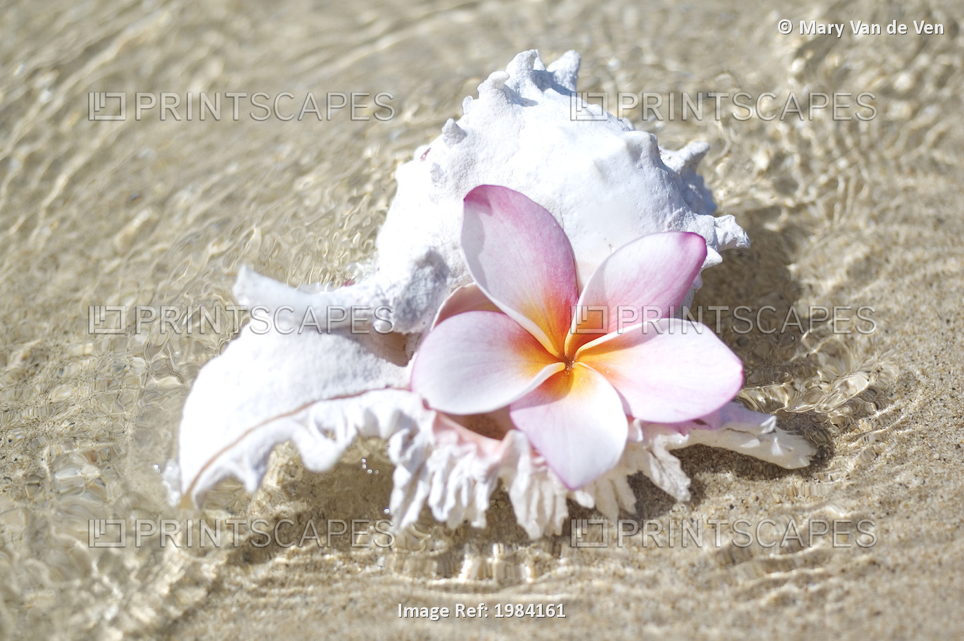 White Murex Shell In Shallow Ocean Water, With Pink Plumeria In Opening.