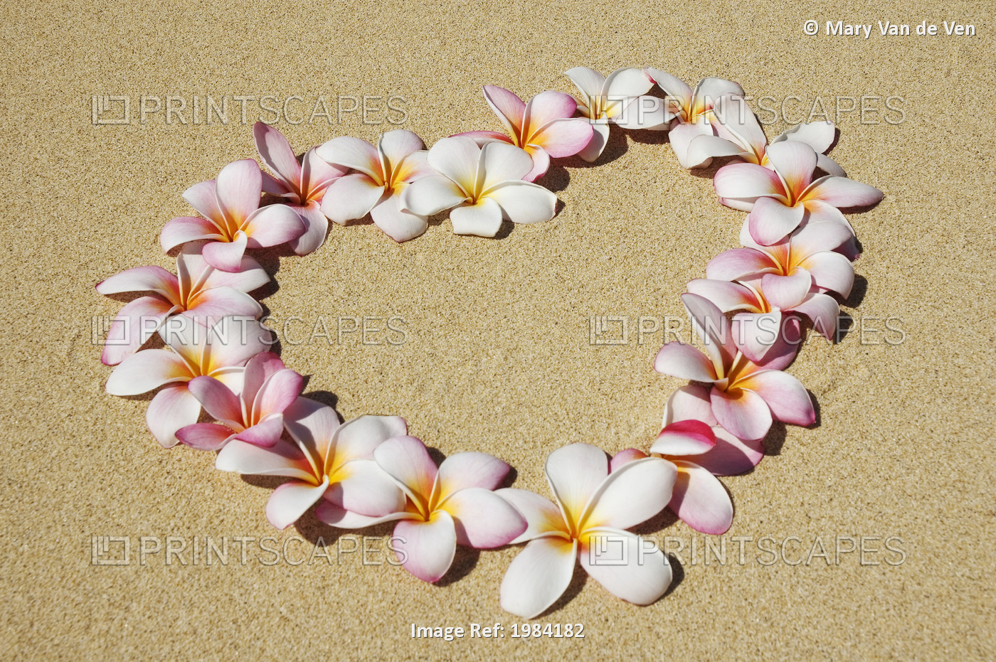 Pink And White Plumeria Blossoms Arranged In Heart On Sand.